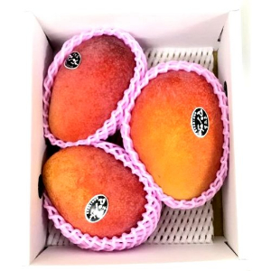 宮古島産 マンゴー１．５ｋｇ化粧箱※冷蔵でのお届けとなります。 １ハコ