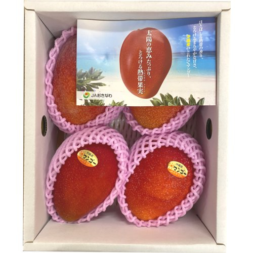 沖縄産 ＪＡおきなわマンゴー化粧箱（中）※冷蔵でお届け （４玉～５玉入）